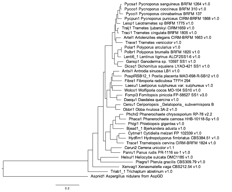 Phylogenetic tree showing position of C. melzeri in Polyporales