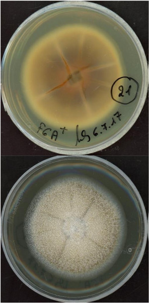 Dactylonectria estremocensis growing in the lab.