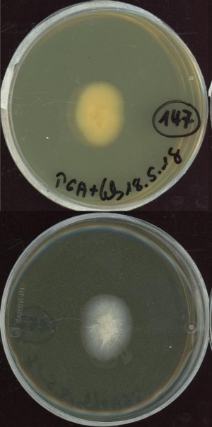 Dactylonectria macrodidyma MPI-CAGE-AT-0147 growing in the lab.