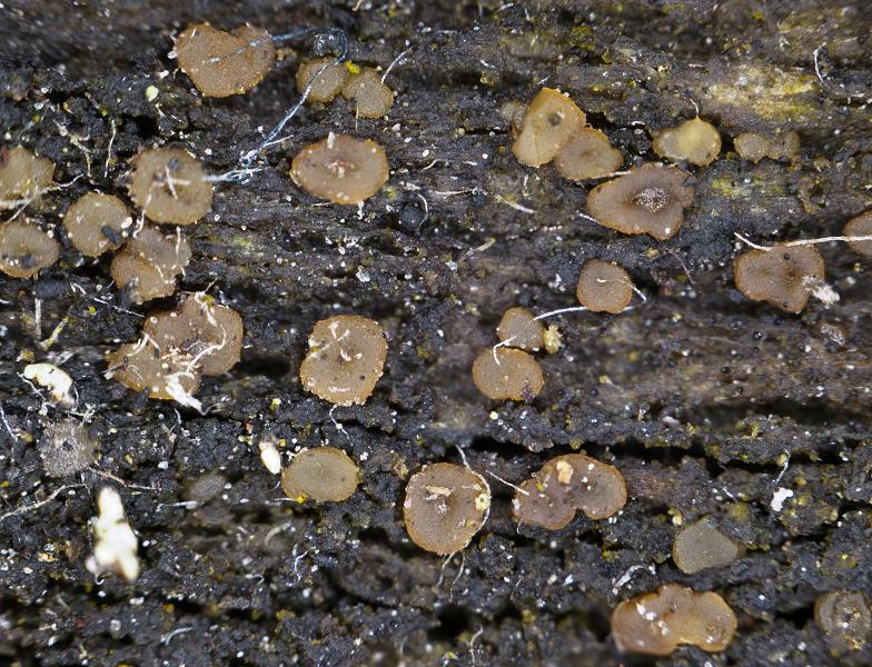 Dacrymyces fennicus