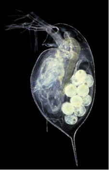 Daphnia pulex image