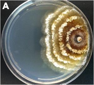 Diaporthe ampelina growing on PDA plate.