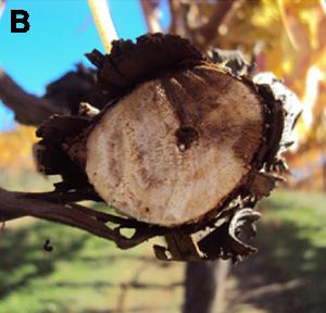 Wood canker caused by Diaporthe ampelina.