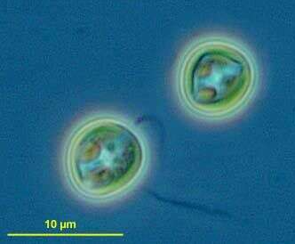 Differential interference microscopy of Diacronema lutheri (Pavlova lutheri) [Image credit: CC-BY-NC-3.0, David Patterson and Bob Andersen, via Encyclopedia of Life]