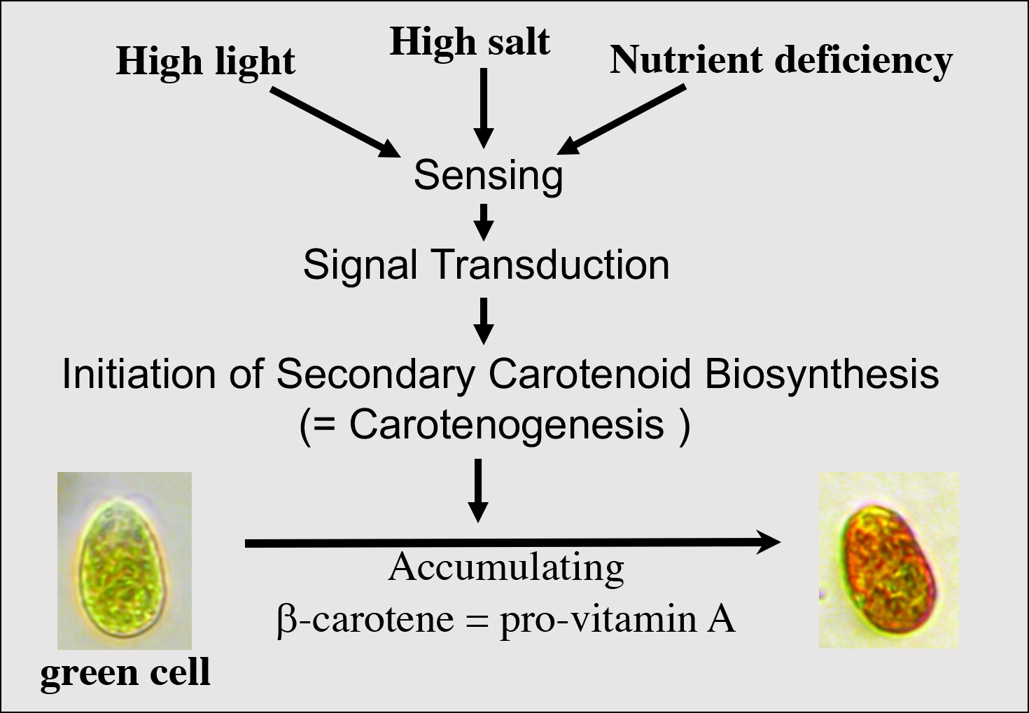 Dunaliella salina regulatory mechanisms