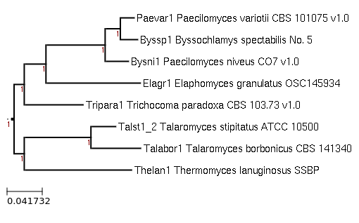 Photo of Elaphomyces granulatus OSC145934