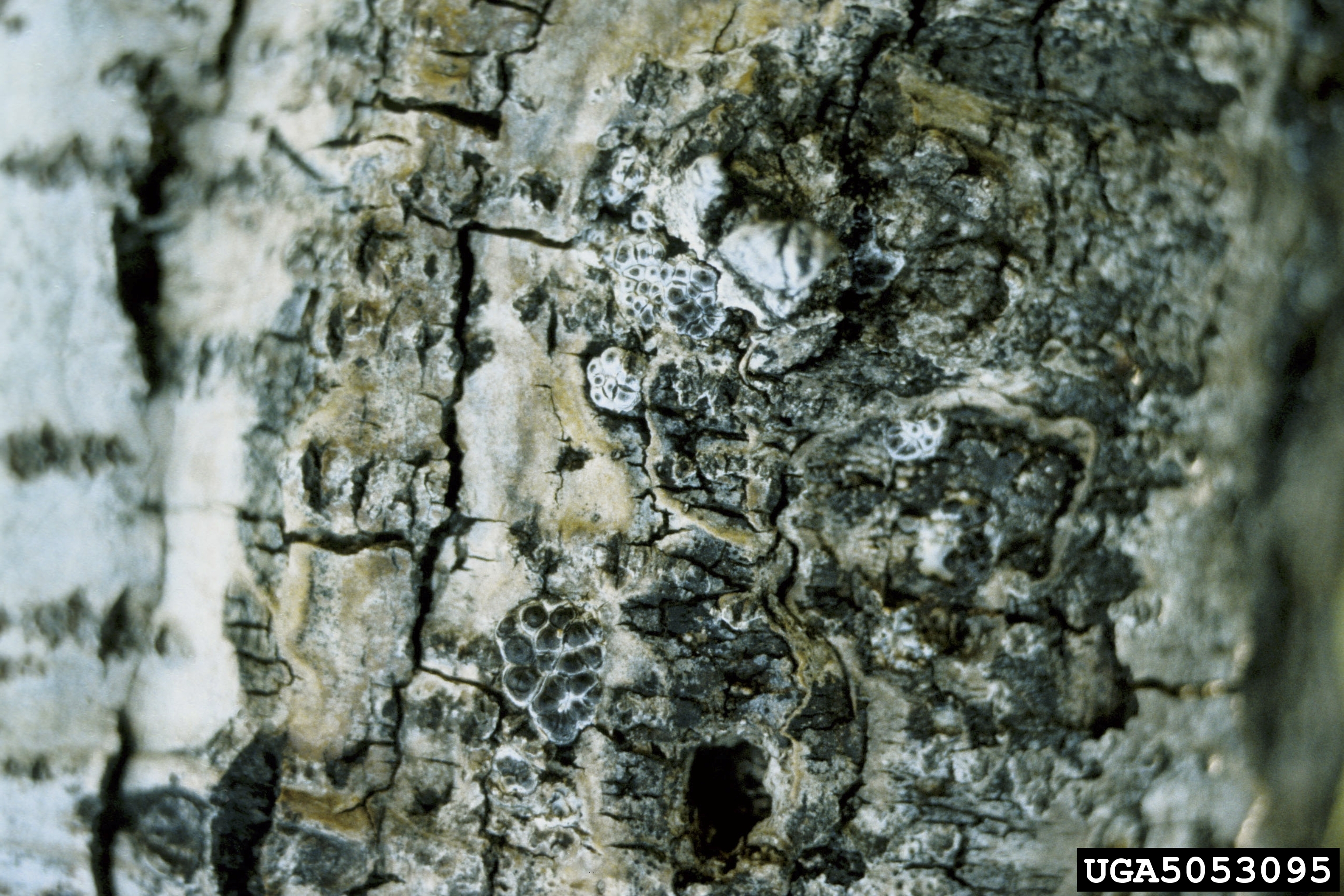 Fruiting bodies of Entoleuca mammata, the Hypoxylon canker, on
quaking aspen, Populus tremuloides.