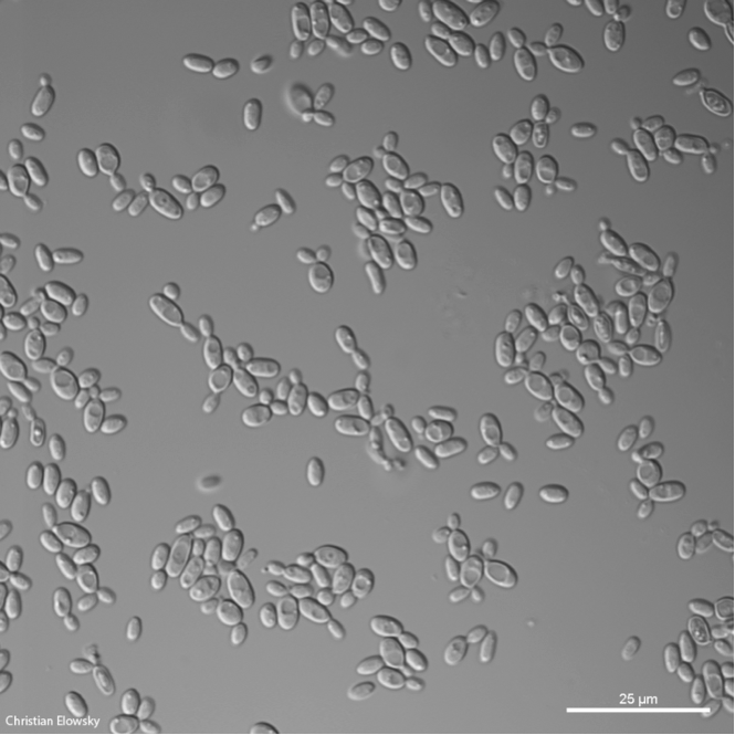 Eurotiomycetes sp. JF 03-4F Slimy