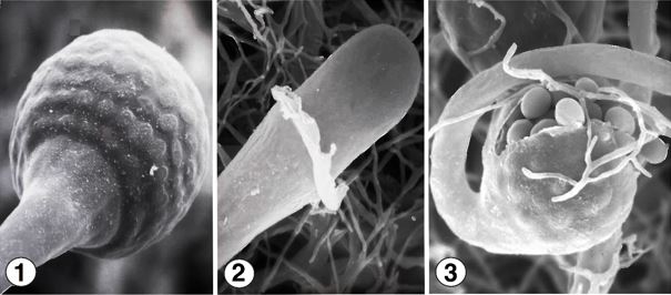 Figs 1 and 2) Multispored sporangia in which the sporangial wall dissolves at maturity revealing a conspicuous columella. Fig 3) Persistent-walled sporangiola on recurved lateral branches. Images by Kerry O'Donnell.