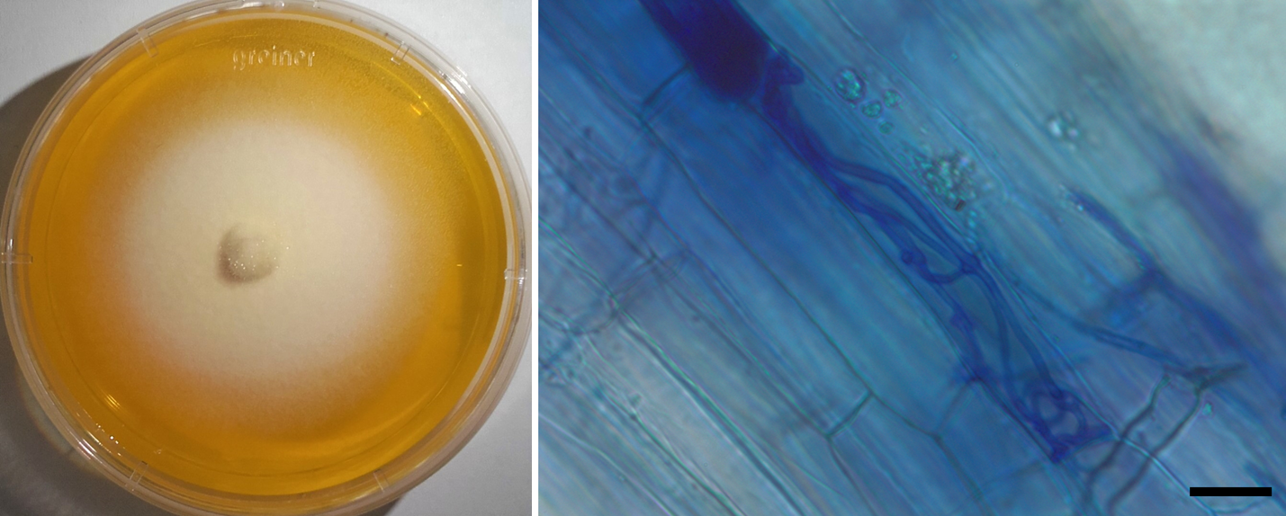 Flavomyces fulophazii