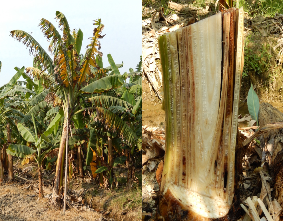 Panama disease caused by F. oxysporum f.sp. cubense.