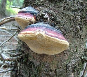 Picture of Fomitopsis pinicola