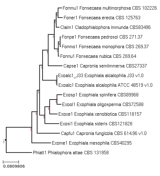 Fonsecaea erecta CBS 125763