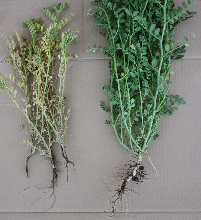 Developmental and chromatic differences between chickpea plants affected by Fusarium solani f.sp. pisi and a healthy plant.