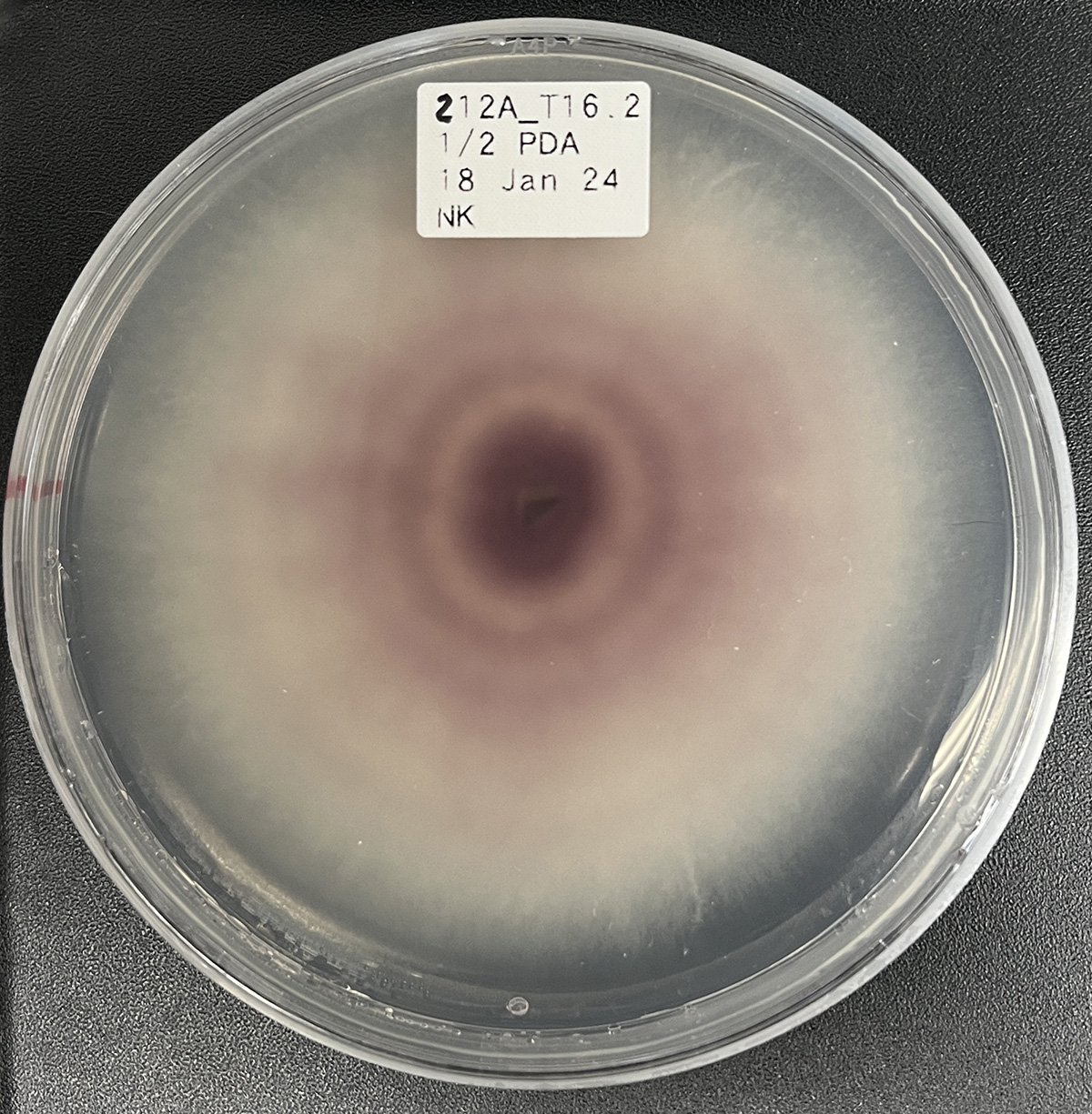 Photo of Fusarium oxysporum 212A_T16_2 v1.0