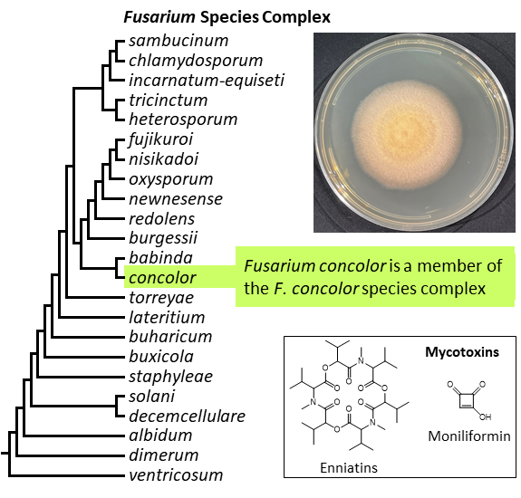 Left – tree showing phylogenetic relationships of the 23 Fusarium species complexes and placement of F. concolor within the F. concolor species complex. In the tree, species complex names are abbreviated using specific epithets of the species after which the complexes are named (e.g., the F. sambucinum species complex is abbreviated as sambucinum). Upper right – culture of F. concolor strain NRRL 13459 growing on potato dextrose agar medium. Lower right – chemical structures of enniatins and moniliformin, two mycotoxins produced by F. concolor. [Image credit Robert H. Proctor, Amy McGovern and Crystal Probyn]