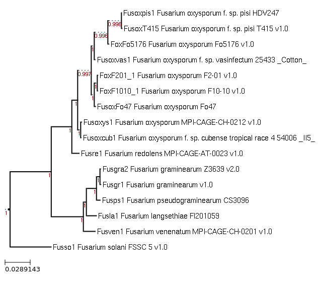 Photo of Fusarium langsethiae Fl201059