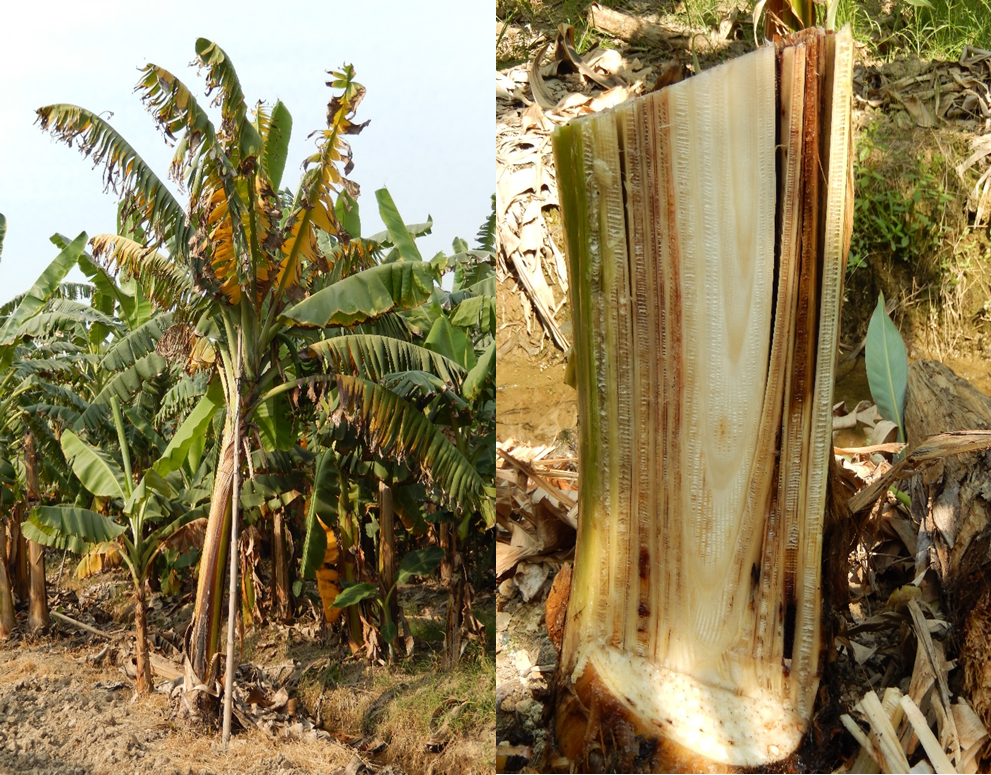 Panama disease caused by F. oxysporum f.sp. cubense