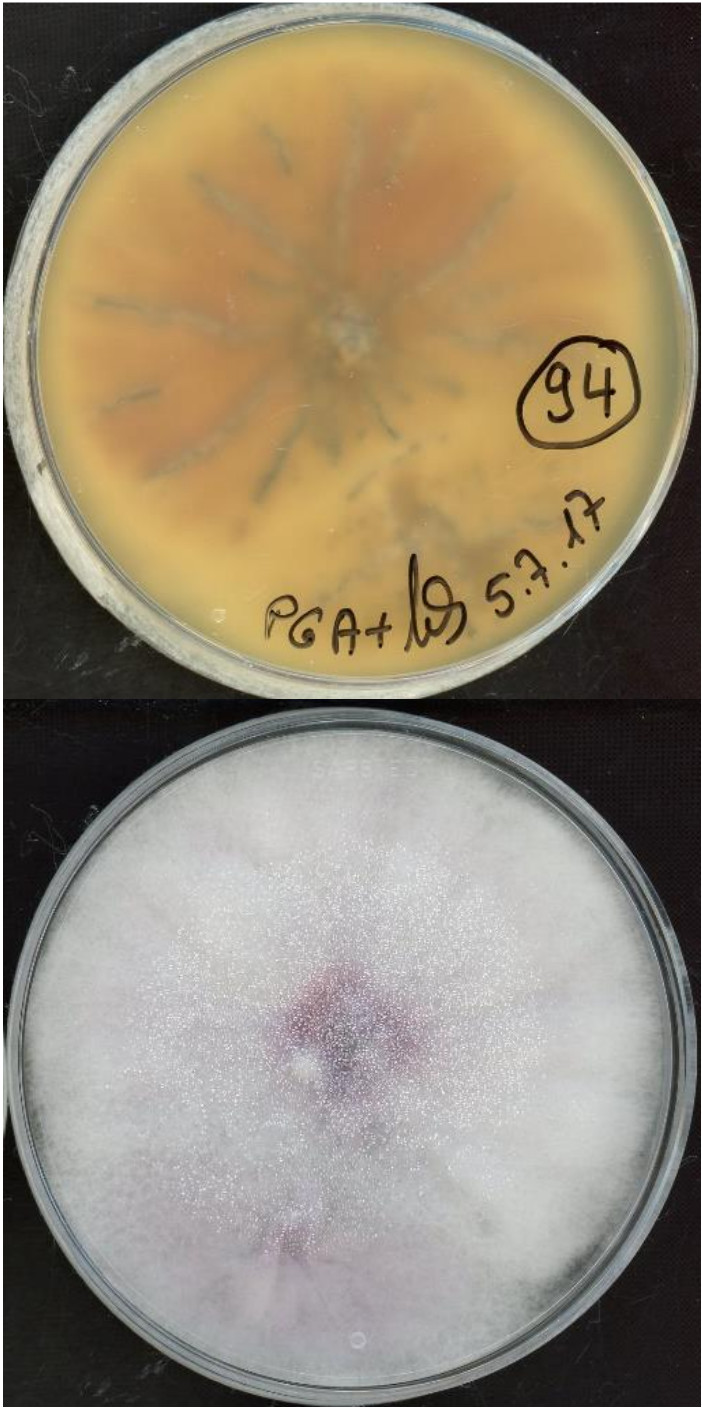 lyonectria europaea growing in the lab.