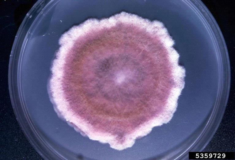 Photo of Fusarium poae 2516