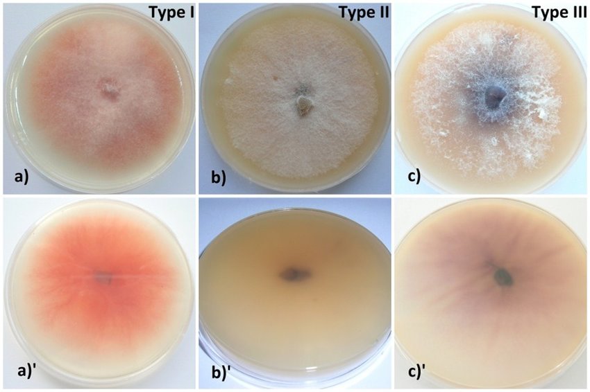 Fusarium proliferatum isolates grown on PDA