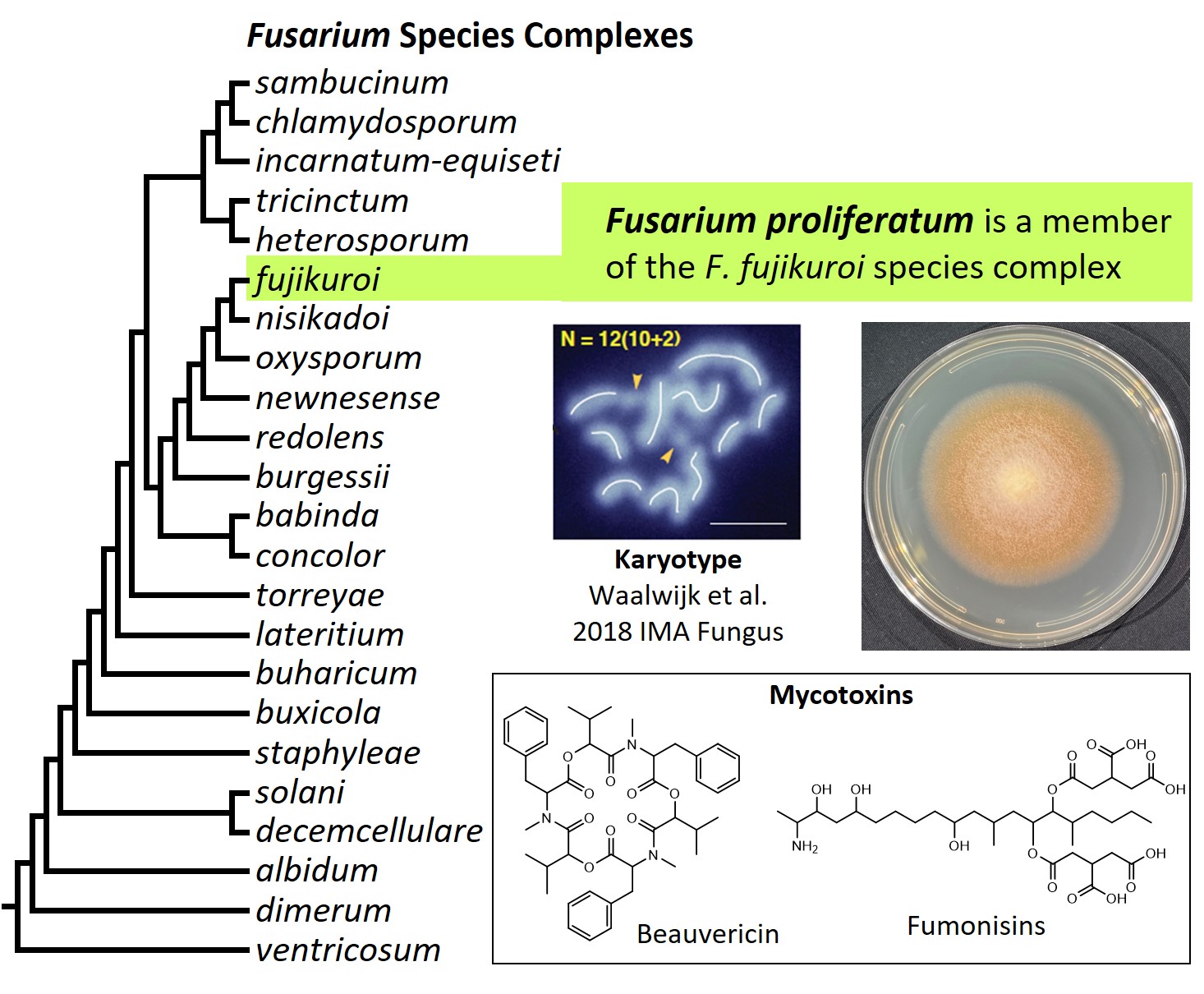 Left &ndash; tree showing phylogenetic relationships of the 23
Fusarium species complexes and placement of F. proliferatum within
the F. fujikuroi species complex. In the tree, species complex
names are abbreviated using specific epithets of the species after
which the complexes are named (e.g., the F. sambucinum species
complex is abbreviated as sambucinum). Middle left &ndash;
karyotype of another strain of F. proliferatum (NRRL 66289). Middle
right &ndash; culture of F. proliferatum ET1 growing on potato
dextrose agar medium. Bottom - chemical structures of beauvericin
and fumonisin B1, two mycotoxins produced by F. proliferatum. Image
credit: Robert H. Proctor, Amy McGovern and Crystal Probyn.