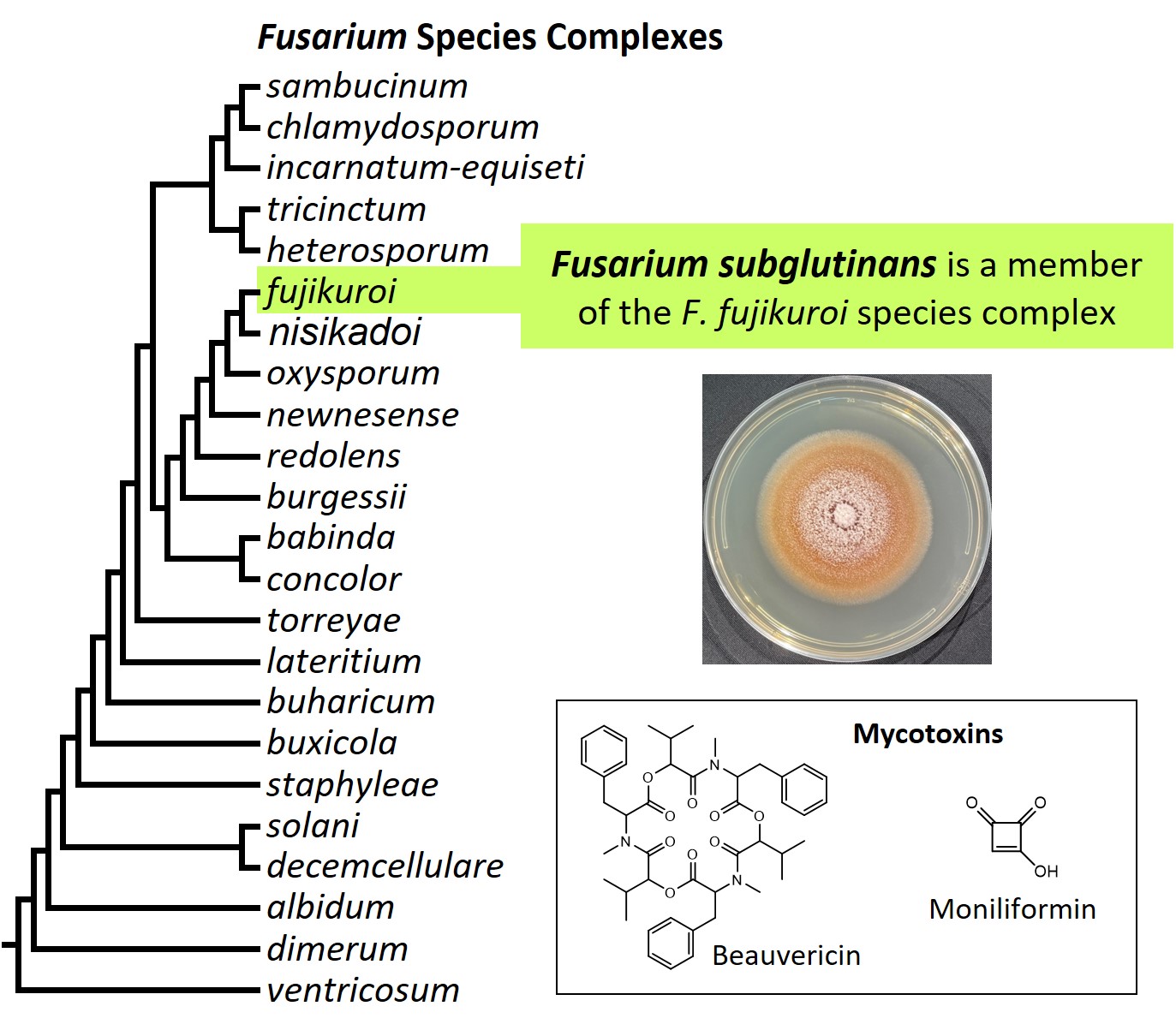 Left &ndash; tree showing phylogenetic relationships of the 23
Fusarium species complexes and placement of F. subglutinans within
the F. fujikuroi species complex. In the tree, species complex
names are abbreviated using specific epithets of the species after
which the complexes are named (e.g., the F. sambucinum species
complex is abbreviated as sambucinum). Middle right &ndash; culture
of F. subglutinans NRRL 66333 growing on potato dextrose agar
medium. Bottom right &ndash; chemical structures of the mycotoxins
beauvericin and moniliformin. Image credit: Robert H. Proctor, Amy
McGovern and Crystal Probyn.