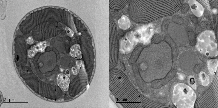 Transmission electron microscopy image showing intracellular
components of Galdieria yellowstonensis. Photo credit: Hwan Su
Yoon.