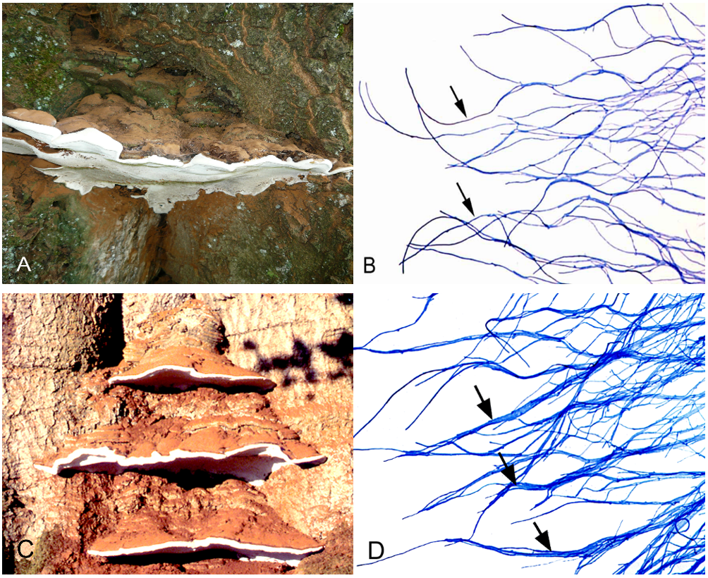 Fruit bodies of Ganoderma spp. frequently causing decay, together
with important morphological features as seen in pure culture. A-B) Ganoderma
lipsiense: Perennial fruit body and mycelium without strands (arrow); diameter
of peripheral hyphae: 3.5 µm. C-D) Ganoderma adspersum: Perennial fruiting body
and mycelium with strands (arrow); diameter of peripheral hyphae: 2.1 µm. [Photo credit: Francis W.M.R. Schwarze]