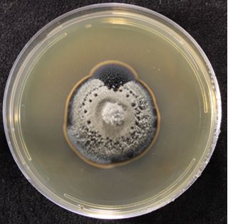 Gloniopsis sp. FL0384 on 2% malt extract agar (MEA). Photo credit: J. M. U’Ren
