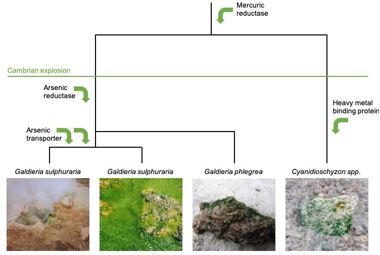 Horizontal gene transfer in the evolution of red algae