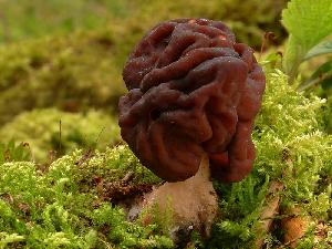 Gyromitra esculenta