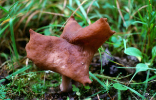 Gyromitra infula, Norway, Akershus, Frogn, Husebyskogen, 1977. [Photo credit: Klaus Høiland]