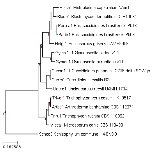 FastTree for Helicocarpus griseus UAMH 5409