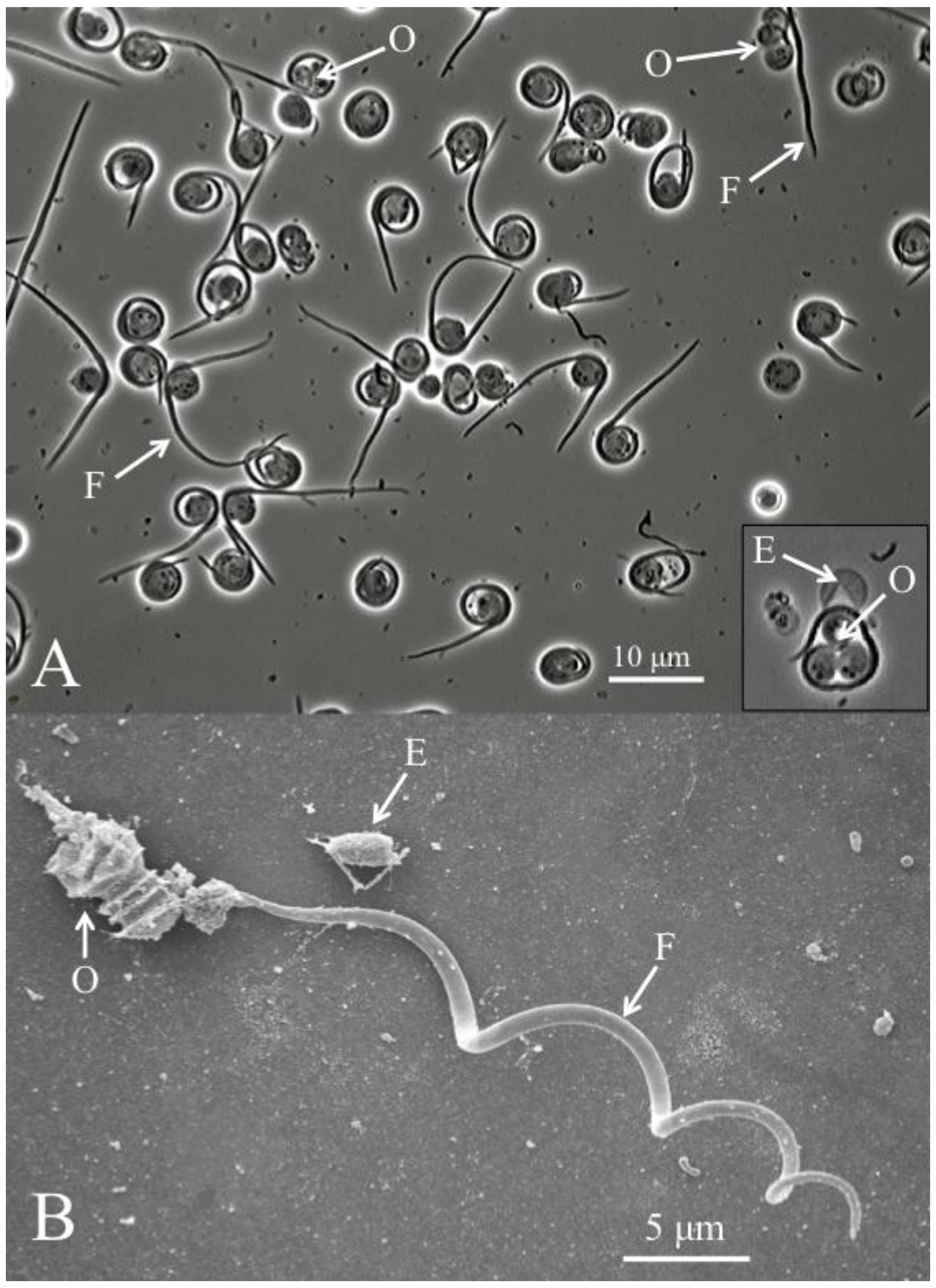 Helicosporidium