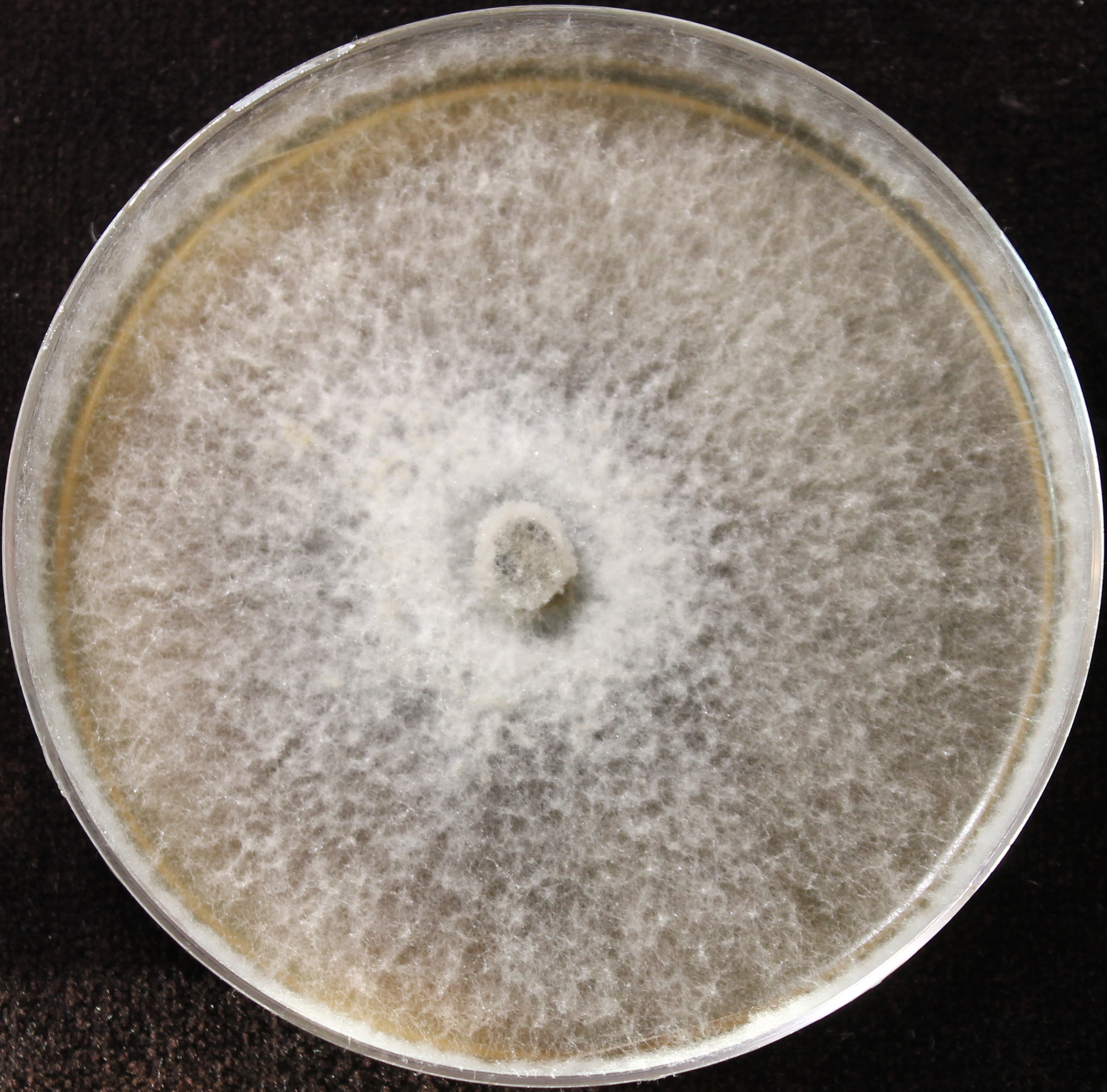 Photo credit: Jana M. U'Ren. Grown on 2% Malt Extract Agar.