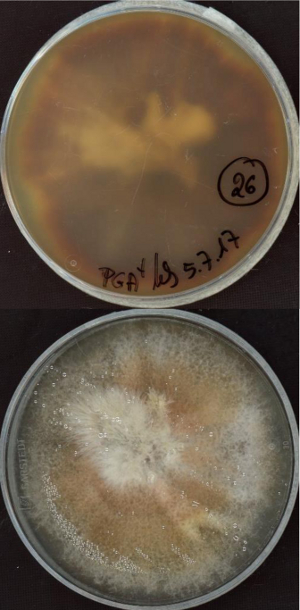 Ilyonectria europaea growing in the lab.