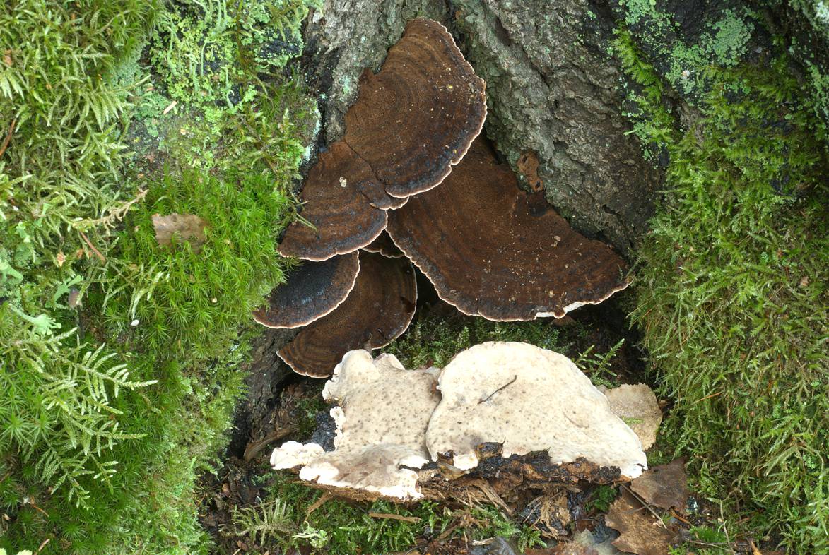 Ischnoderma benzoinum fruiting on a stump of spruce in Helsinki, Finland (collection Miettinen 22854). [Photo by Otto Miettinen]