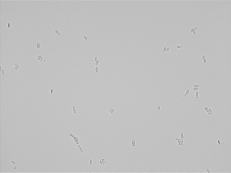 Issatchenkia orientalis ATCC 32196 growing in the lab.