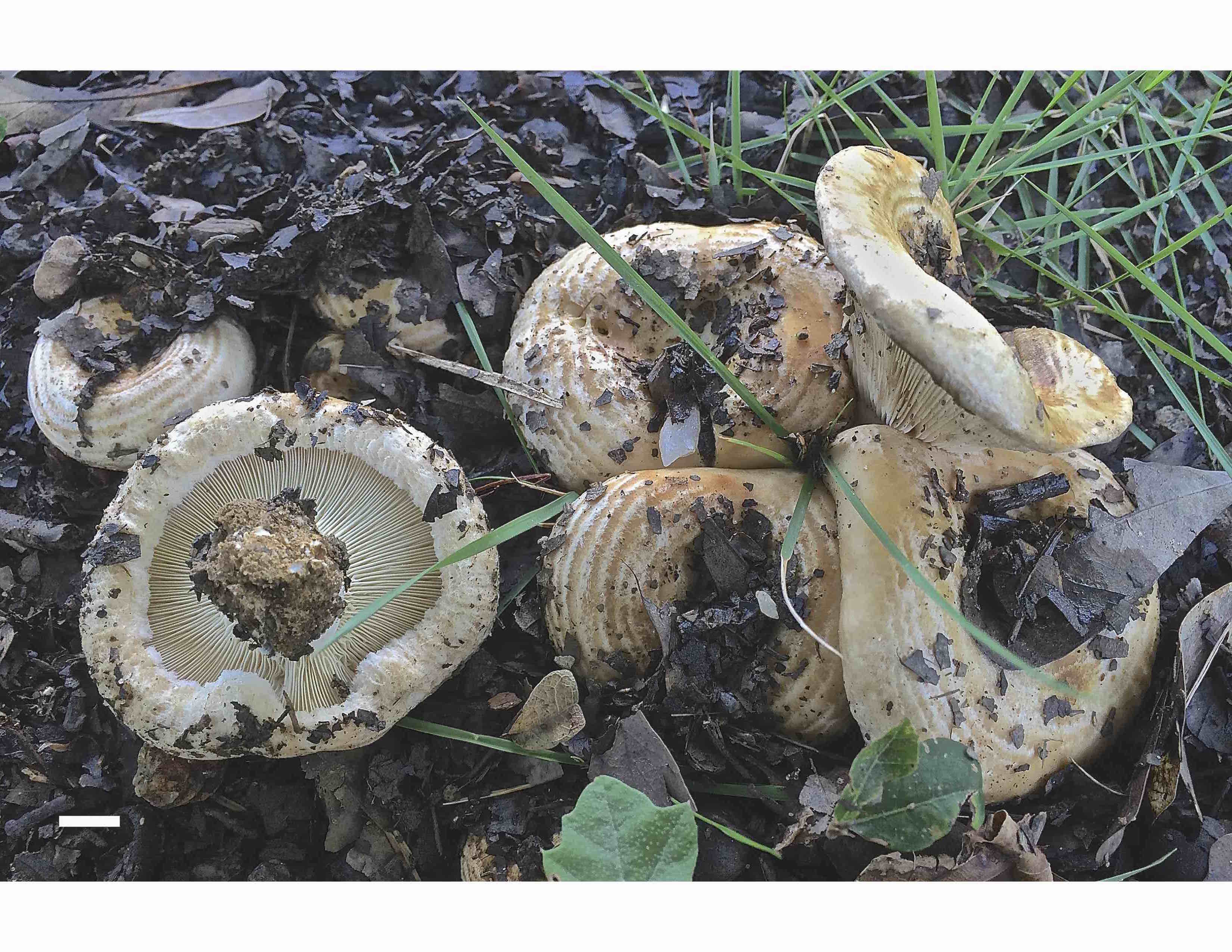 Lactarius psammicola