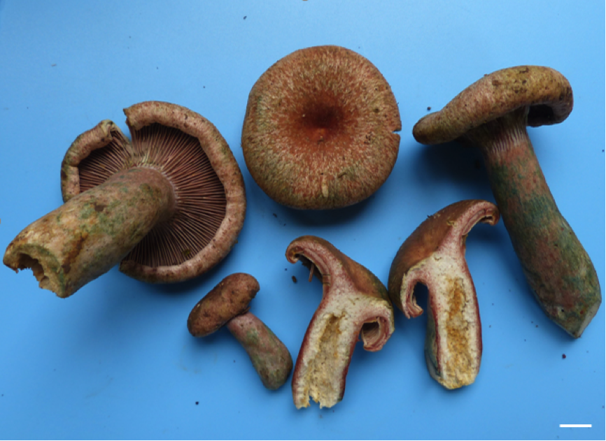 Lactarius pseudohatsudake