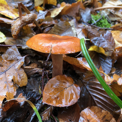 Lactarius subdulcis