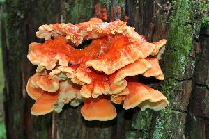 A fruiting body of the sulphur polypore (or chicken of the woods) Laetiporus sulphureus. Lowell Point, Resurrection Bay, Seward, AK. Copyright F. Martin