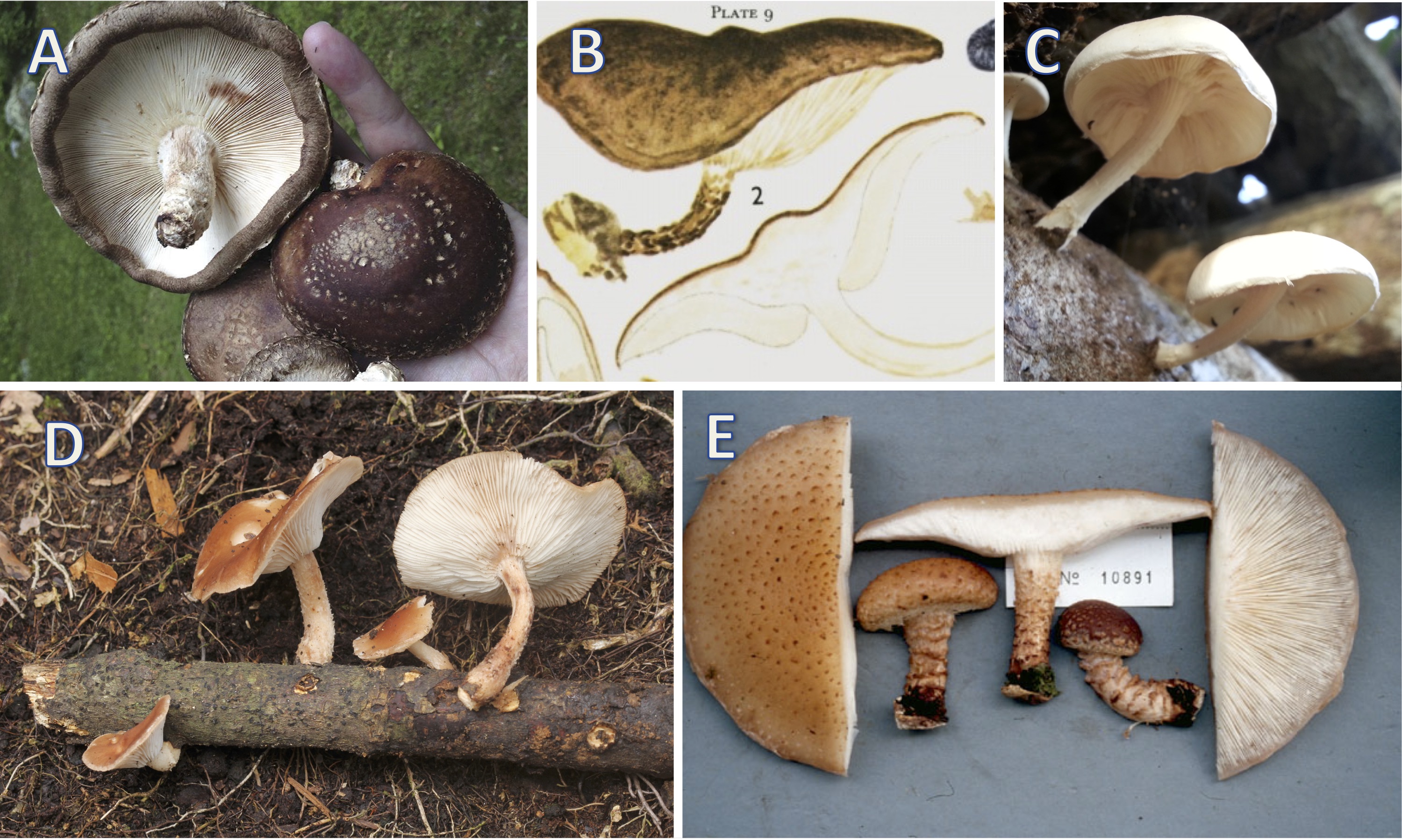 Photo of Lentinula edodes TMI1148 v1.0