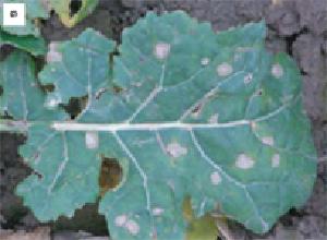 Oilseed rape plant infected with Leptosphaeria maculans