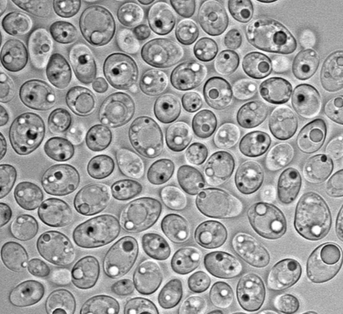 Lipomyces starkeyi 11558, a close relative of Lipomyces mesembrius. Image Credit: Kyle Pomraning, Pacific Northwest National Lab.