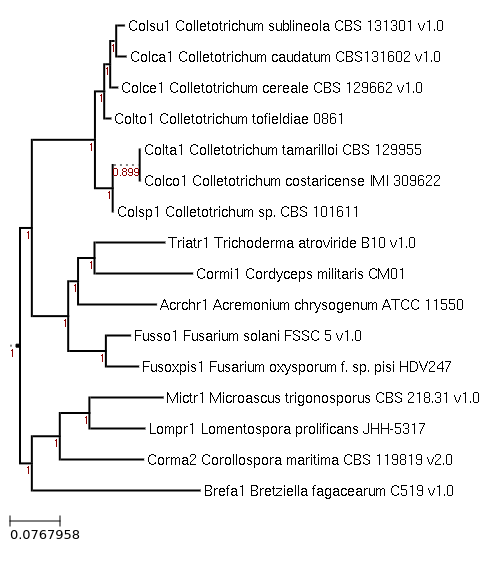 Photo of Lomentospora prolificans JHH-5317