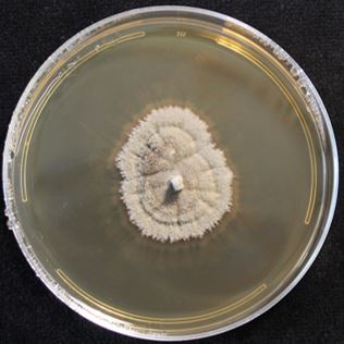 Mytilinidiaceae sp. NC0267 on 2% malt extract agar (MEA). photo credit: J. M. U’Ren.