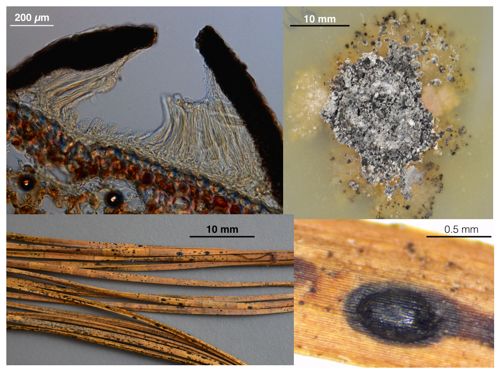 Figure clock-wise from top left: 
Transversal section of ascocarp.
Culture growing on 2% malt extract agar. Images by Rodolfo Salas Lizana.
Top view of ascocarp on dead pine needle.
Pine needles with ascomata and conidiomata.