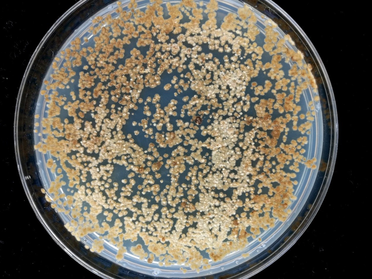 Appearances of colonies of M. brunnea f.sp. monogermtubi NL1